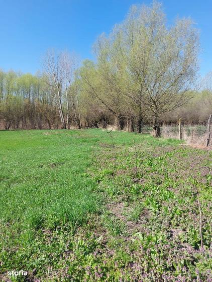 Oaza de liniste cu izvor natural si padurice - 3800 mp in Mastacani - 3