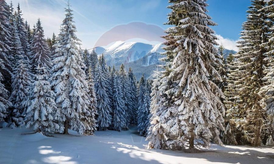 Apartament cu 2 camere in Poiana Ski Chalet - 19