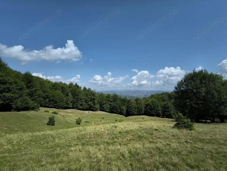 Teren - padure Teliu - Bradet - 7