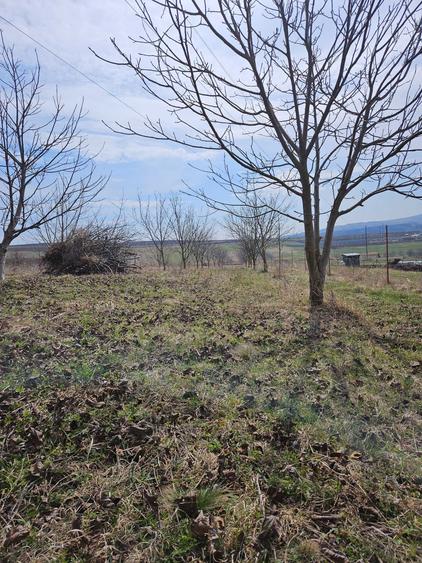 Livada nuci .5800mp - 6