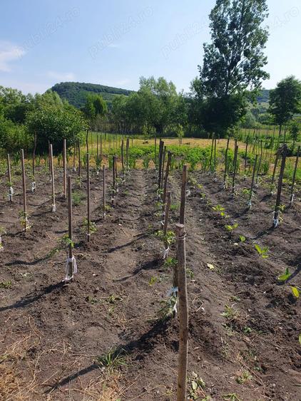 Casa de vanzare Chirales - 8