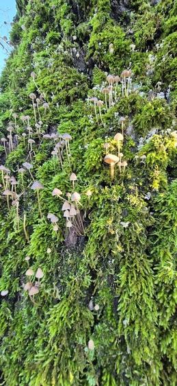 Padurea Parcul Natural Comana, Vlad Tepes, Giurgiu - 3