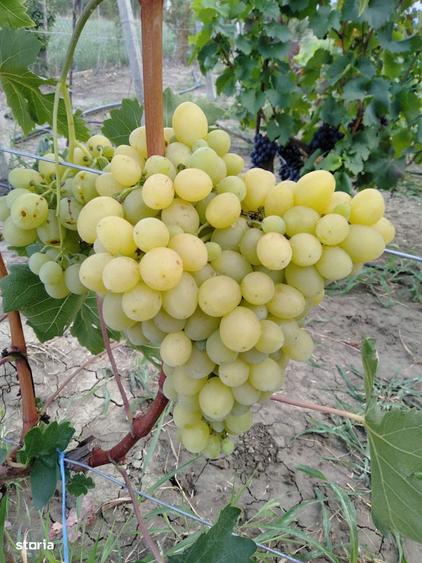 Casa bifamiliala (2 intrari individuale) 258mp la 3 minute de Focsani. - 5