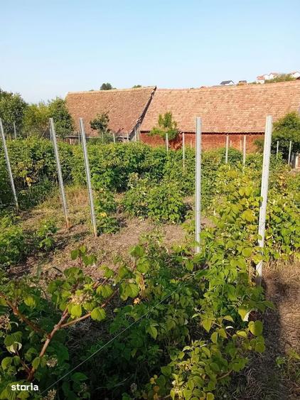 Casa saseasca cu teren 2000 mp dublu acces Hamba - 8