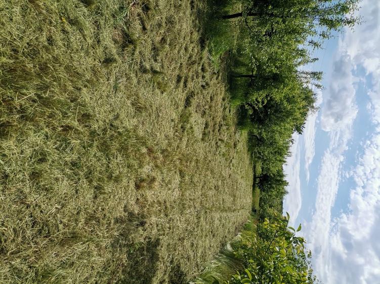 Vand/ Arendez Teren intravilan -livada meri Loc de casa - 1