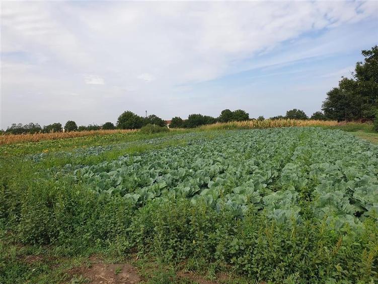 Teren intravilan in Bors cu front la 2 strazi si utilitati - 2