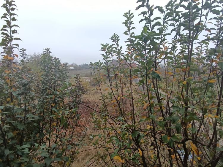 Bragadiru Clinceni - 5