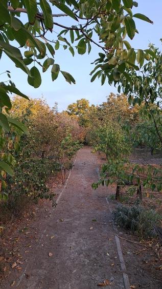 Oportunitate dezvoltare/constructie  2 proprietati Casa+teren 2200 m2,zona buna, - 9