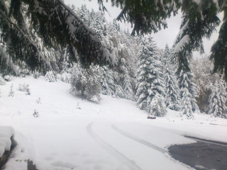 "Oază montană la Pârâul Rece – pensiune complet funcțională, în inima pădurii. - 11