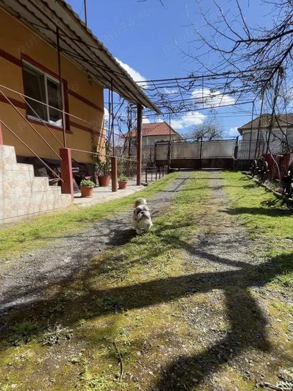 Vand casa urgent ! - 5