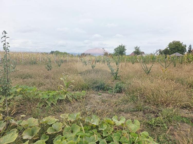 Casă cu livadă și teren generos – Girov - 51