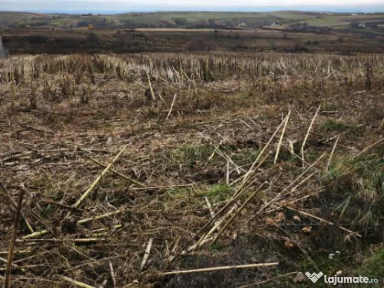 Teren intravilan, 5000 mp, Siret - 4