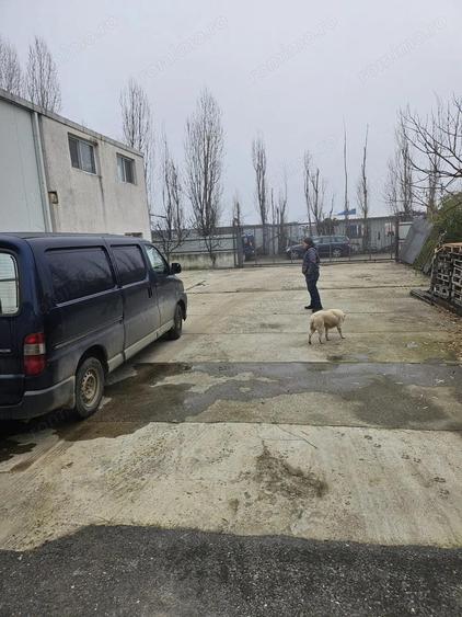 OCAZIE UNICA HALA DORALY 270.000 EURO - 3