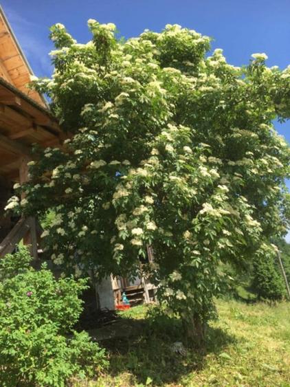 Casa/gospodarie + teren 5.7 ha intravilan Brodina, jud. Suceava - 3