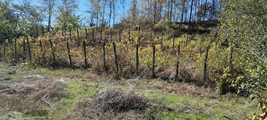 Casa batranesca Somova - 1