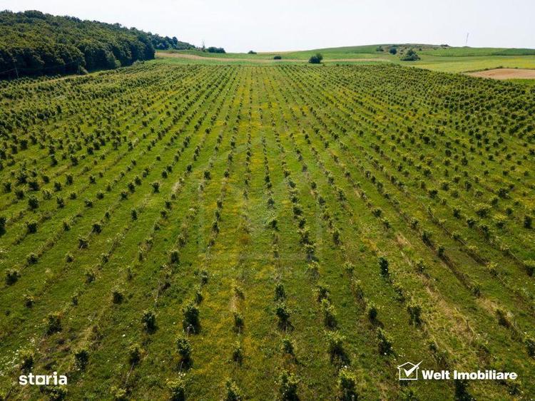 Teren nucifer cu plantatie de aluni, sat Frata, jud. Cluj - 9