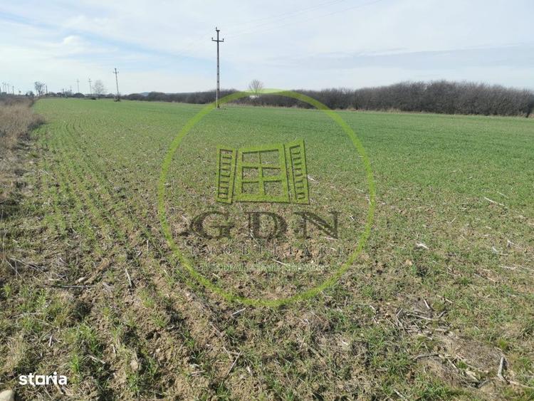 Teren extravilan de vanzare in Sacadat, 21.496 mp, cu deschidere de 42 - 8