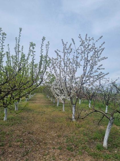 Livada tanara, 2000 m, Dridu-Snagov - 6