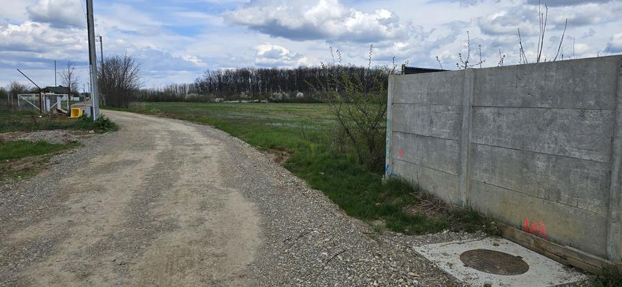 Snagov Ciofliceni Padure - 6