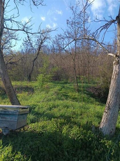 RECO TEREN GENEROS CU CABANA - 5