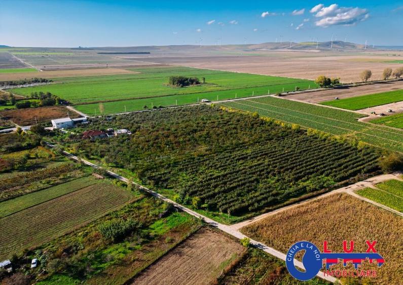 ID 7785 LIVADA SABANGIA DE VANZARE - 12