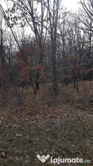 Teren extravilan 3370 mp in Mosoaia - 1