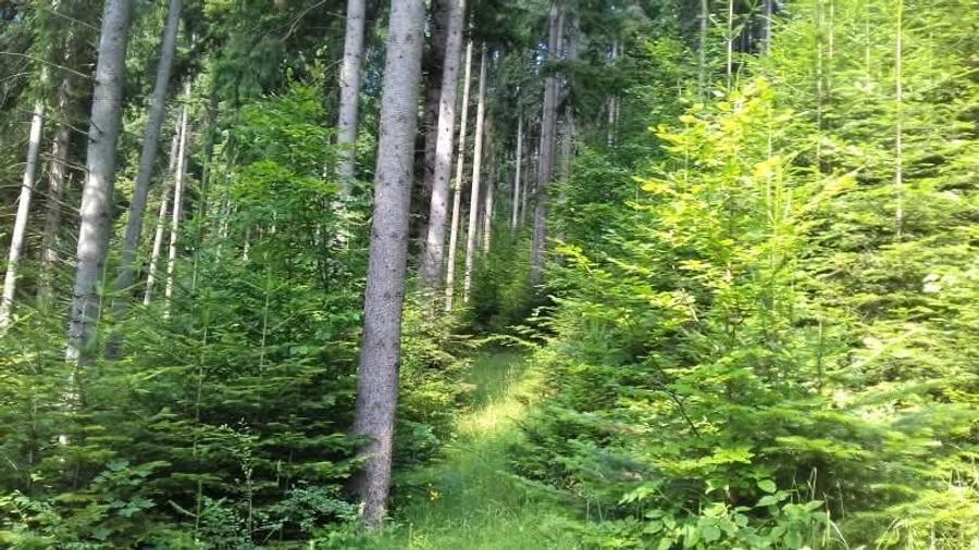 Padure cu teren 9.5 hectare investie forestiera avantajoasa - 4