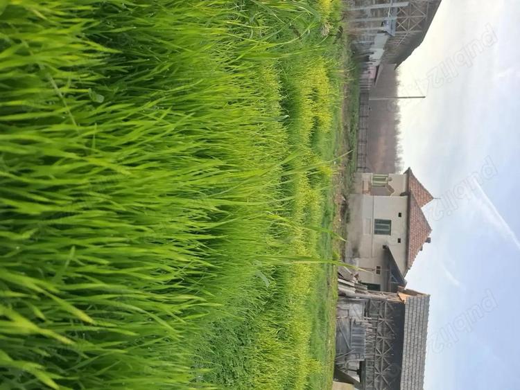 Teren 4.443 mp(intr+extra)+constructii vechi Nicolae Balcescu, Ple?oiu jud Valcea - 6