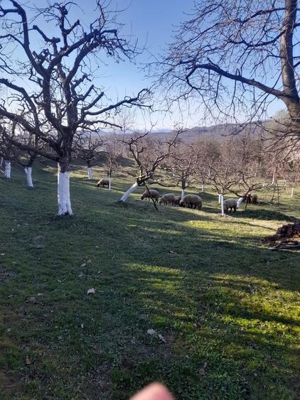 Casa batraneasca - 3