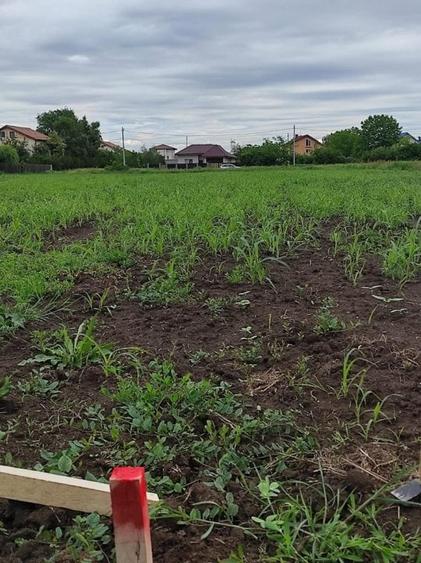 Ciorogarla, Teren intravilan de vanzare - 3