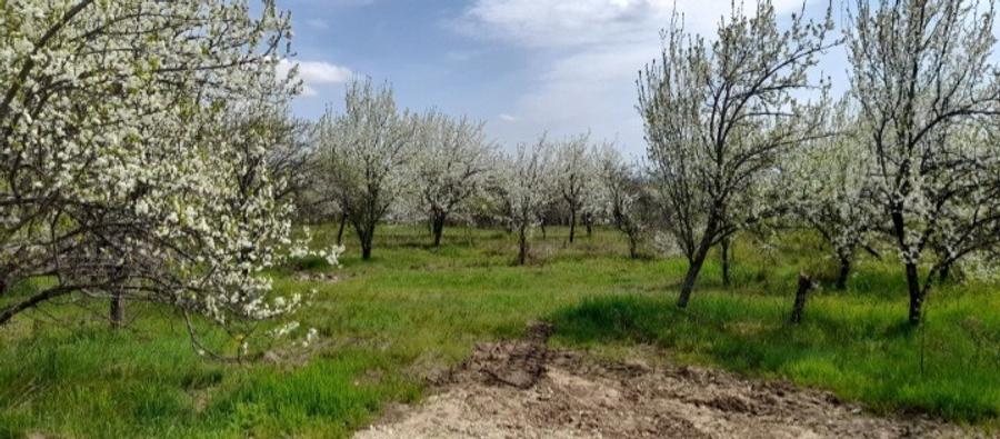 Teren intravilan Cocosesti (Paulesti) - 2