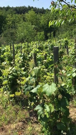 Proprietar vand casa cu teren in sat Buicesti, negociabil, judetul Mehedinti - 2