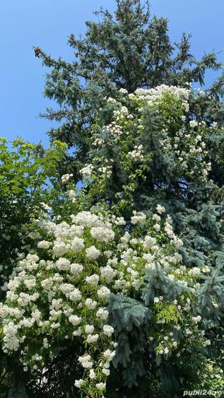 Proprietar- Teren central - 1