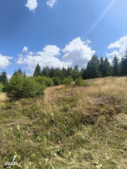 Teren de 5000 mp, în Beliș