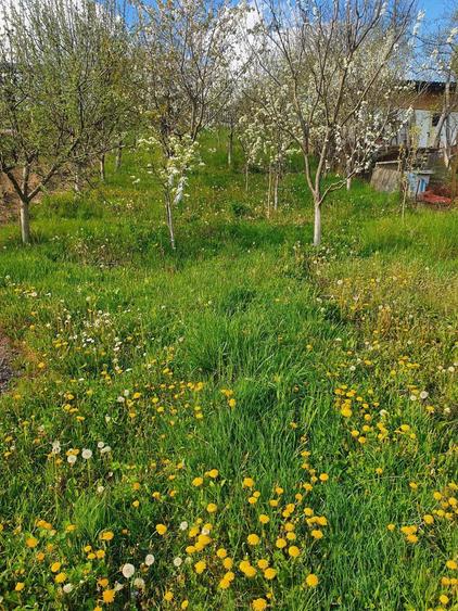 Casa batraneasca din lemn - 2