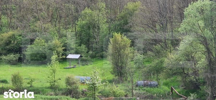PADURE SALCAM, 120000mp, BRADESTI - 1