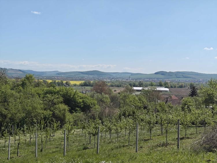 Teren intravilan 1400 m2 - la 10 minute (5 km) de centrul Targu Mures - 3