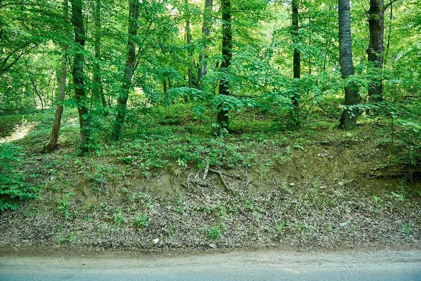 Vand teren 5000 mp, Schitul Tarata, Iasi - 2