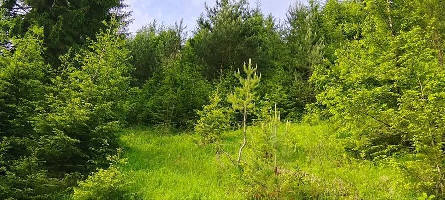 Teren munte situat la poalele muntelui Ceahlau - 3