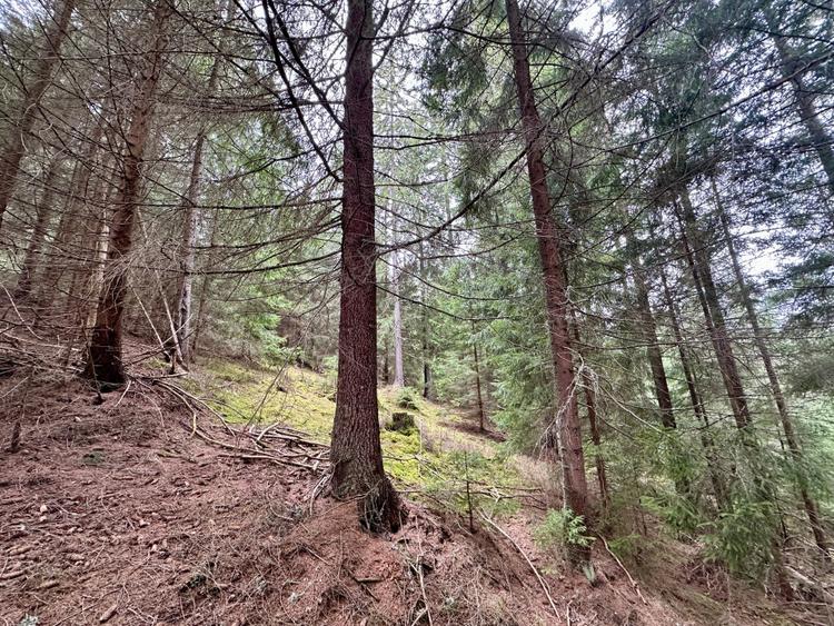 TEREN PARCELABIL, aproape de partia de ski Marisel si Crucea Iancului - 5