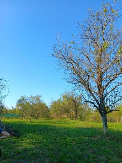 Vand Teren Intravilan 2877 mp Surducu Mic TM - 2