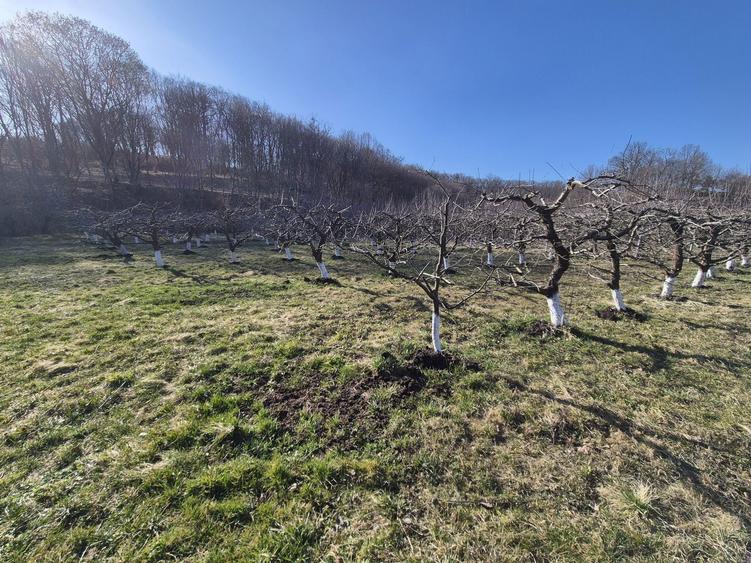 Teren extravilan (inclus in PUG 2026) aproape de Bistrita - 5