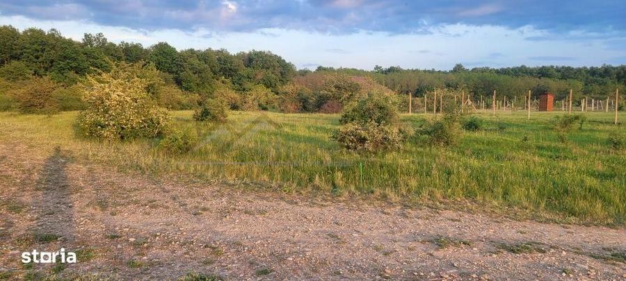 Teren intravilan in Gepiu - 2