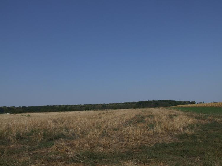 Clinceni-Ordoreanu-padure loturi  733mp - 10