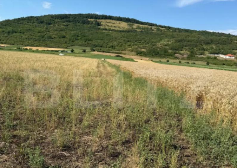 Teren intravin 2000 mp in Soimus - 2