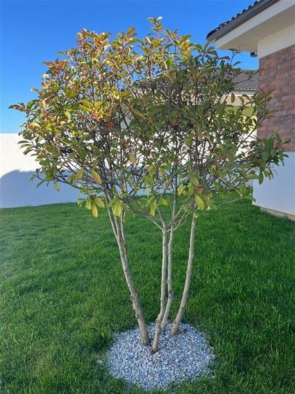 RECO Casa la cheie premium Oradea-zona Nufarul - 33