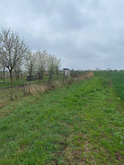 Vanzare teren intravilan Lazuri - 7