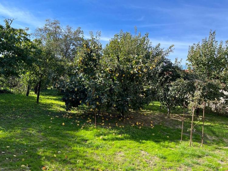 Casa de vanzare cu hala pretabil afacere - 6