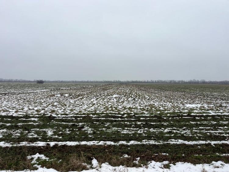 Teren de vanzare ciolpani padurea scrovistea - 3