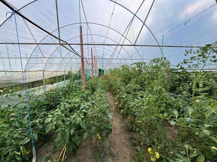 Casa 4 camere, anexe, recent renovata, foisor, teren 781mp, Izvoru, DB - 12